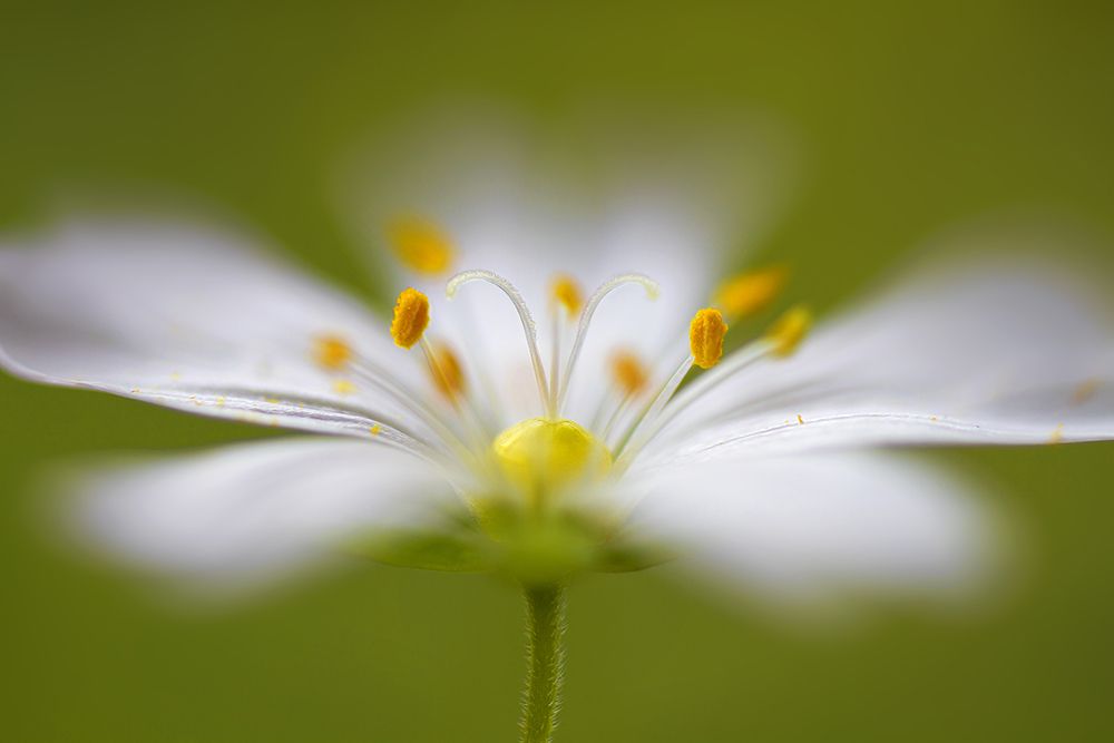 Softly Stitchwort art print by Mandy Disher for $57.95 CAD