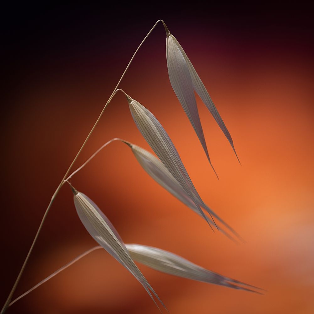 weeds in sunset art print by Thierry Lagandre for $57.95 CAD