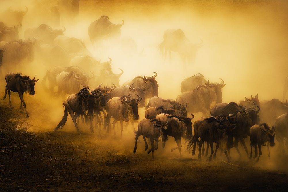 To Migrate art print by Mohammed Alnaser for $57.95 CAD