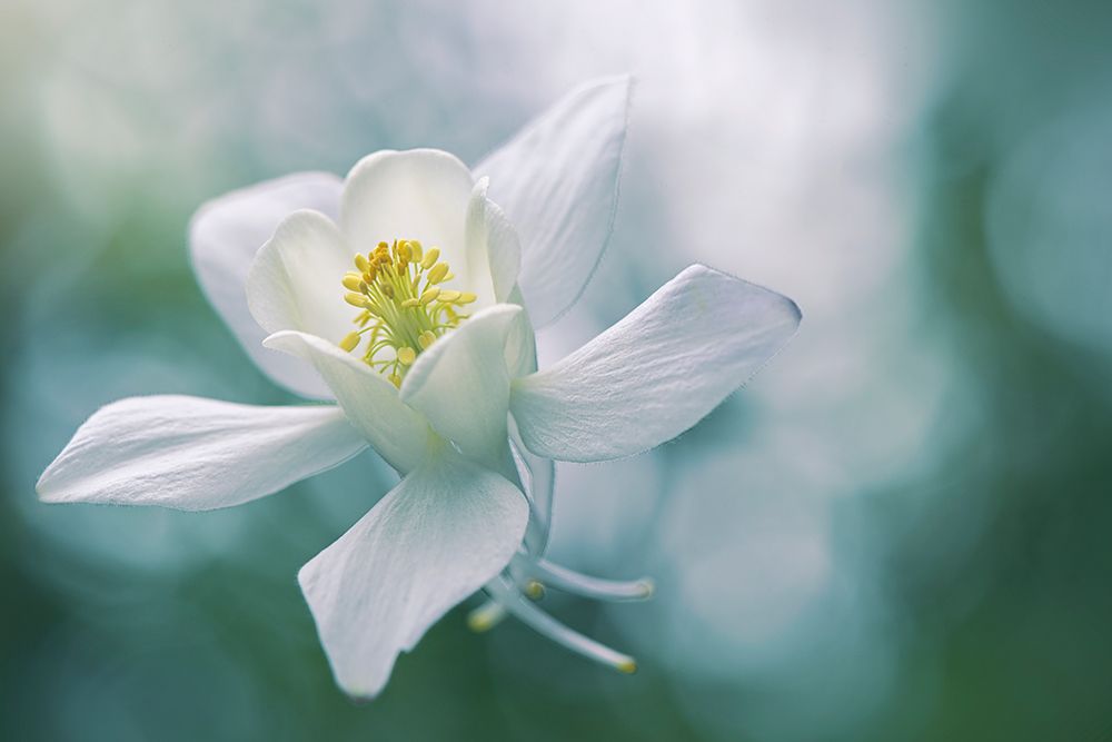 Purity art print by Jacky Parker for $57.95 CAD