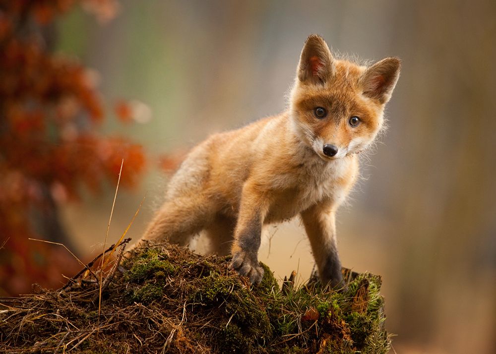 Fox art print by Robert Adamec for $57.95 CAD