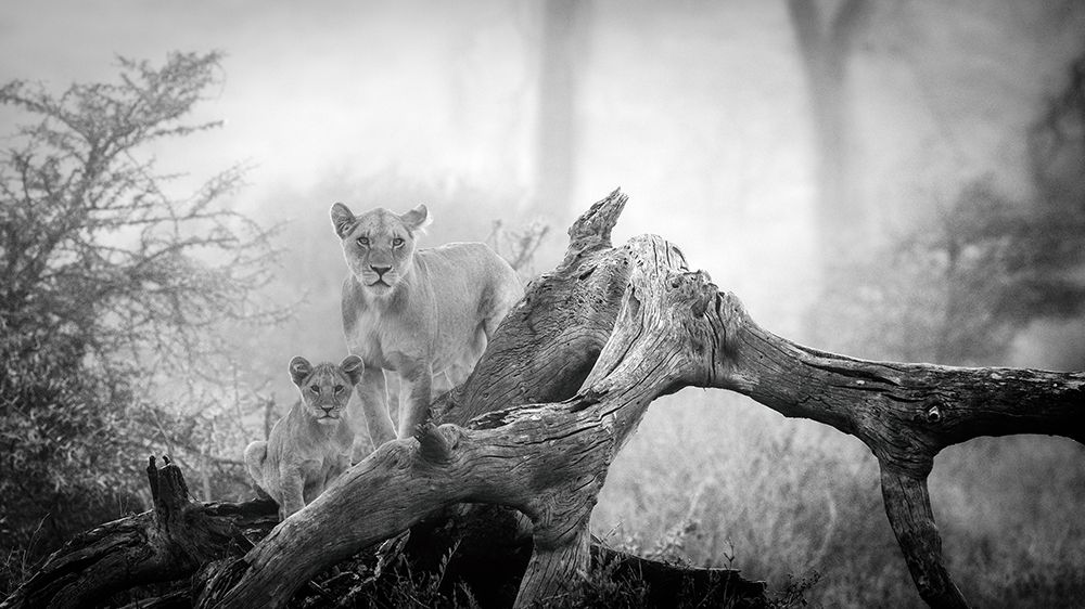 Pride of Africa art print by Mohammed Alnaser for $57.95 CAD