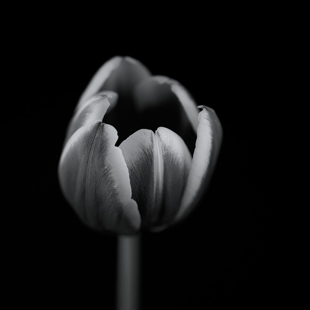 Tulip in mono art print by Lotte Gronkjar for $57.95 CAD