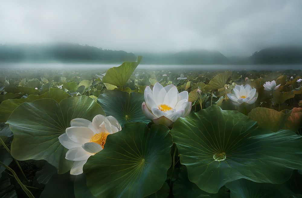 The Morning Rain art print by Shanyewuyu for $57.95 CAD
