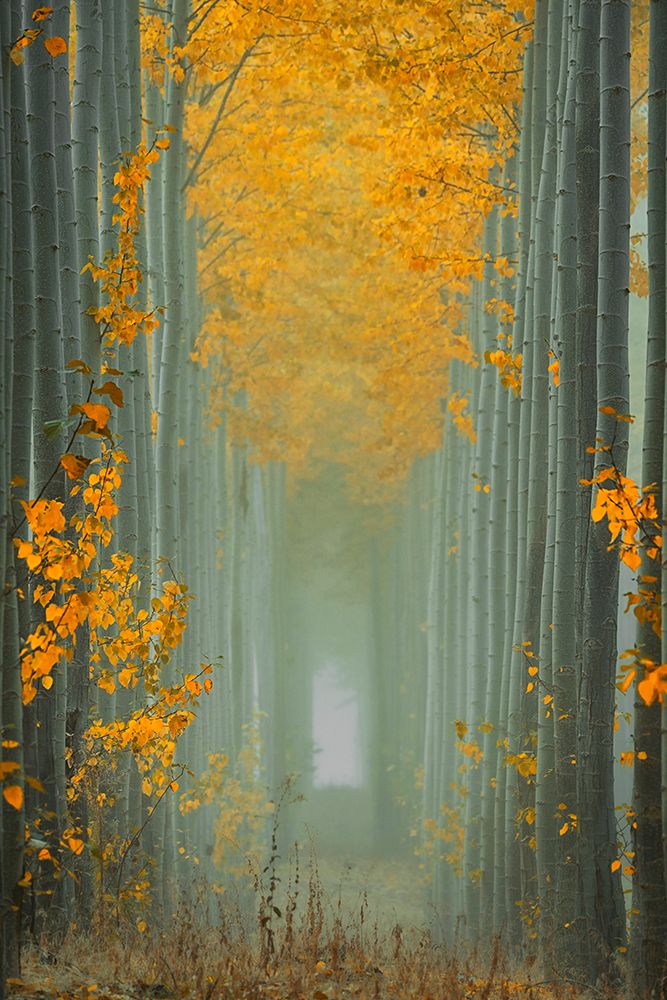 Misty Autumn Path art print by Lydia Jacobs for $57.95 CAD