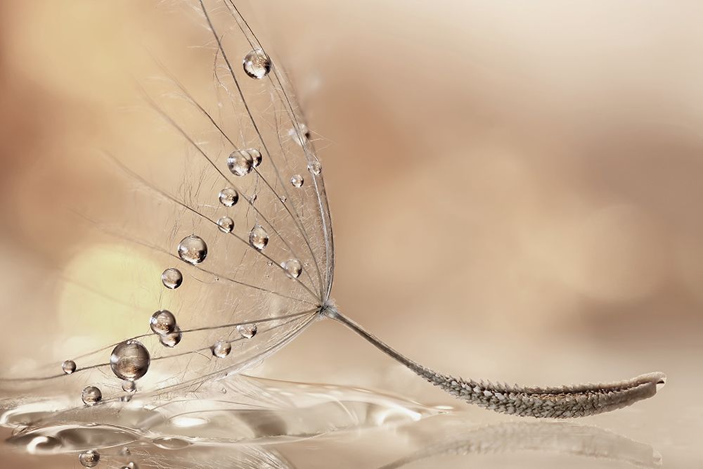 Prestige art print by Rina Barbieri for $57.95 CAD