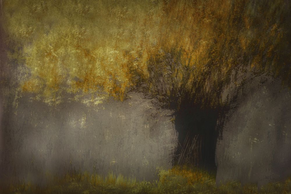 Pollard Willow art print by Nel Talen for $57.95 CAD