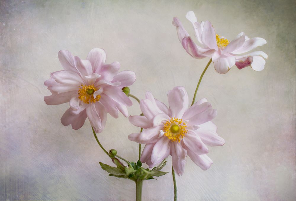 Anemones art print by Mandy Disher for $57.95 CAD
