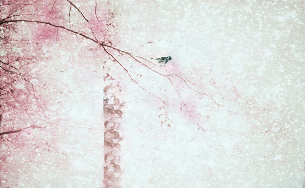 RAaverie... art print by Delphine Devos for $57.95 CAD