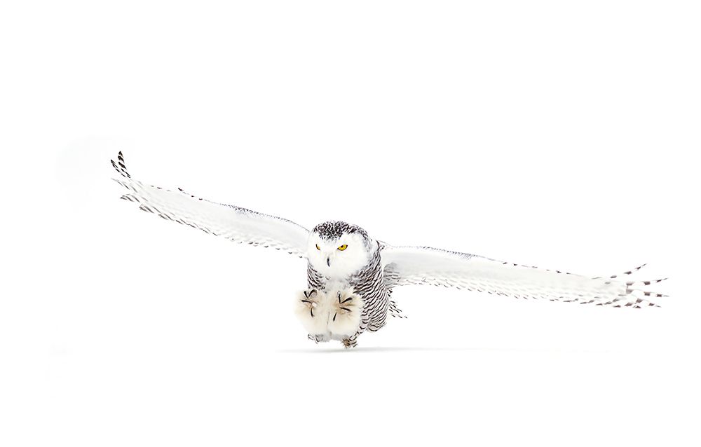 Snowy Owl Coming In For The Kill art print by Jim Cumming for $57.95 CAD