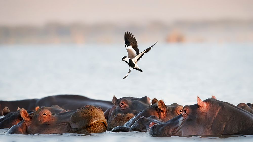 The Hippo art print by Phillip Chang for $57.95 CAD