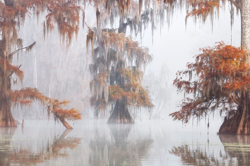 Mysty Bayou art print by Roberto Marchegiani for $57.95 CAD