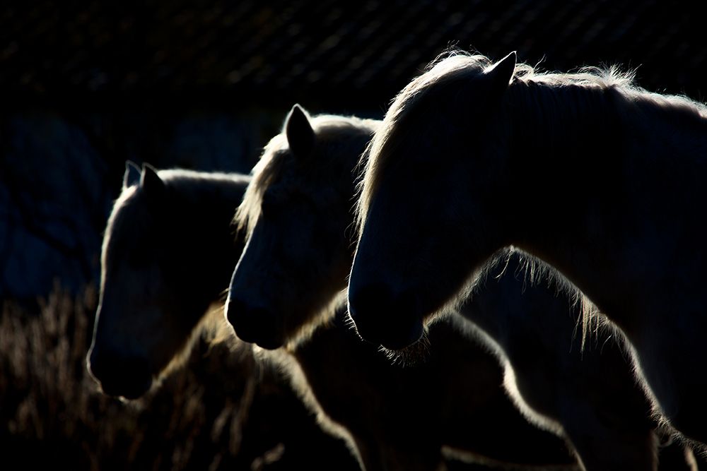 Horses (Colored Version) art print by Michel Romaggi for $57.95 CAD