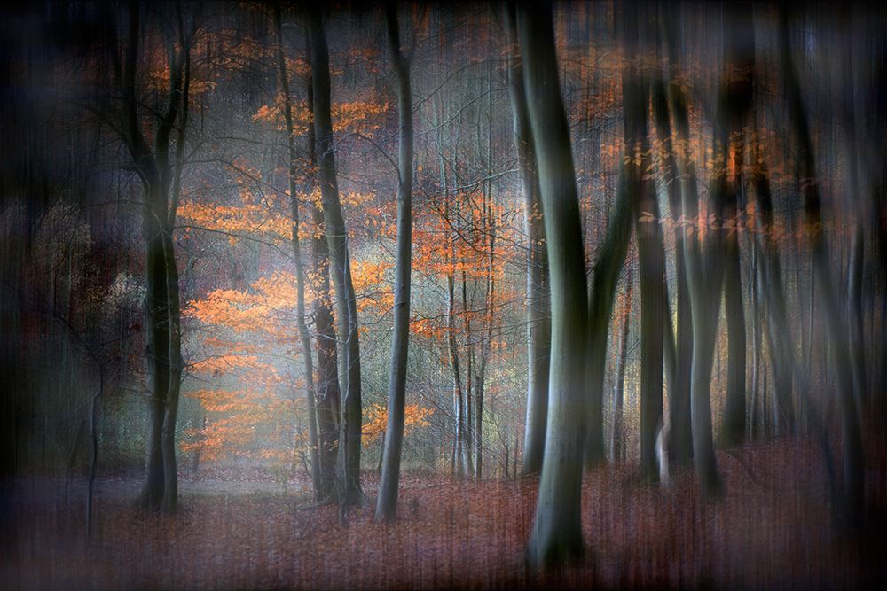 Enchanted Forest art print by Michel Romaggi for $57.95 CAD