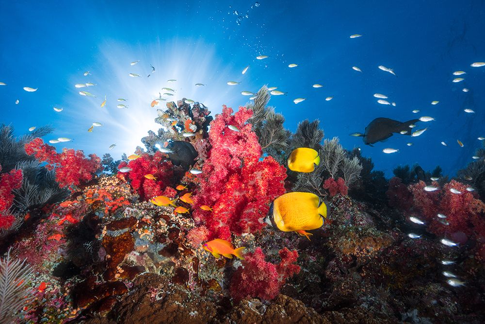 Reef Life art print by Barathieu Gabriel for $57.95 CAD