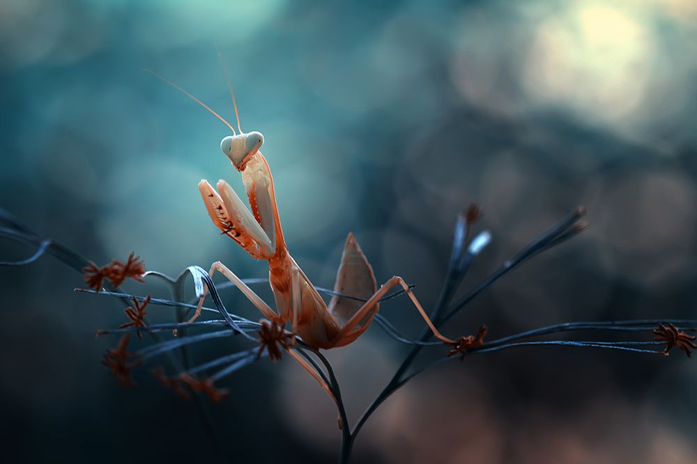 Praying Mantis art print by Abdul Gapur Dayak for $57.95 CAD
