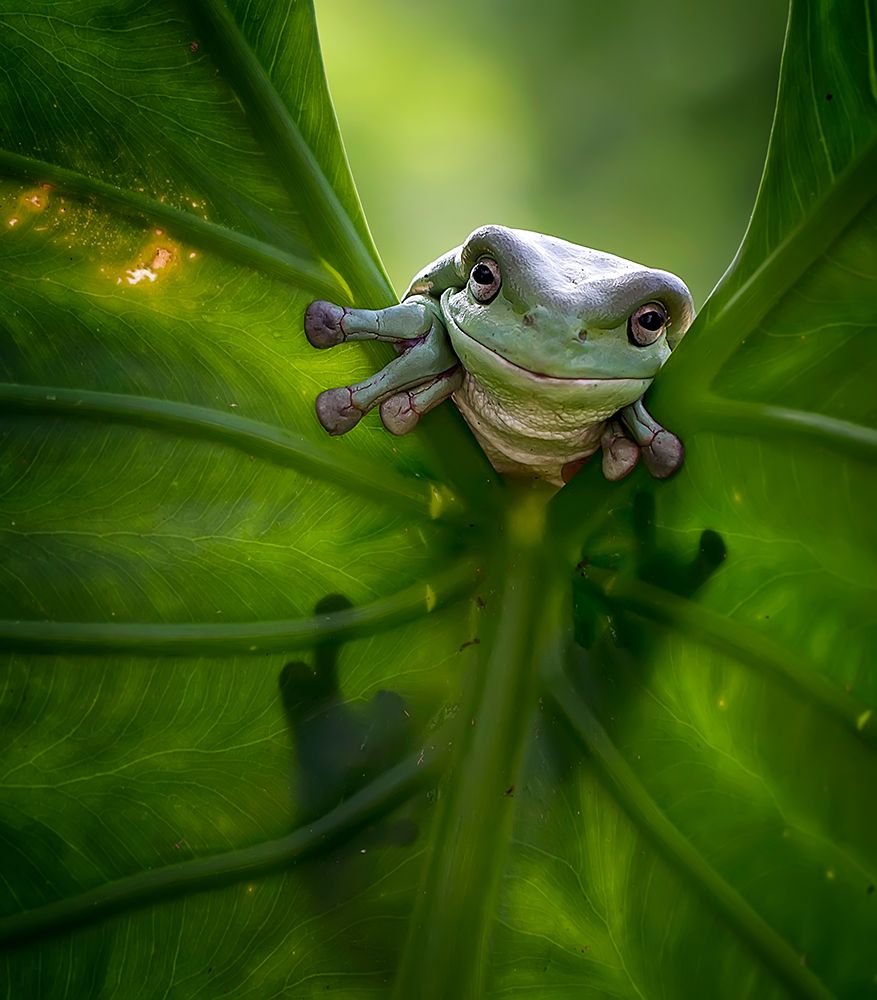 Peek A Boo art print by Fauzan Maududdin for $57.95 CAD