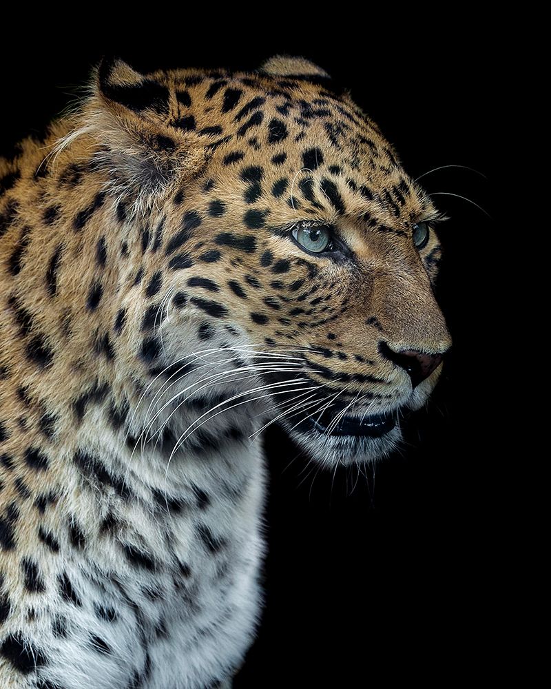 Panthere Portrait Version 2.0 art print by Laurent Lothare Dambreville for $57.95 CAD