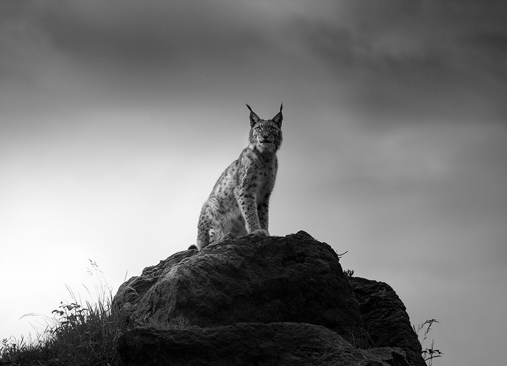 Lynx Drama. art print by Sergio Saavedra Ruiz for $57.95 CAD