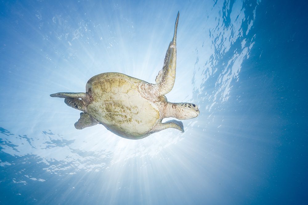 Sea Turtle - Green Turtle art print by Barathieu Gabriel for $57.95 CAD