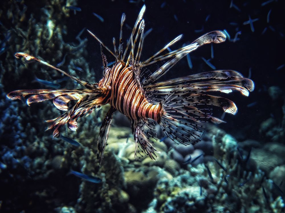 Red sea flower art print by Piet Flour for $57.95 CAD
