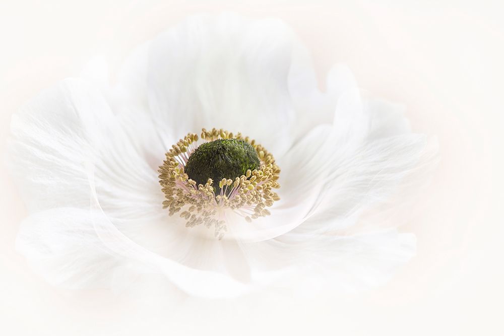 Pure art print by Jacky Parker for $57.95 CAD