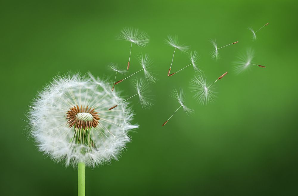 Dandelion Blowing art print by Bess Hamiti for $57.95 CAD
