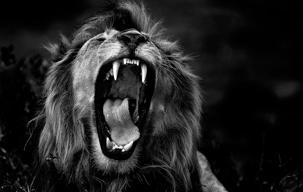 Roar art print by Giuseppe DAmico for $57.95 CAD