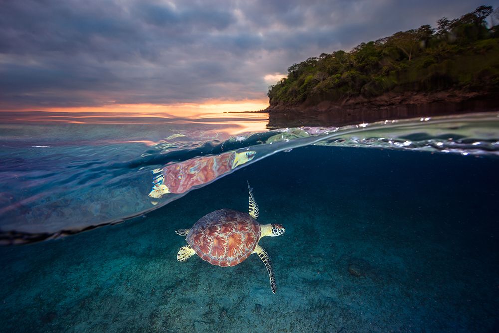 Green Turtle With Sunset art print by Barathieu Gabriel for $57.95 CAD