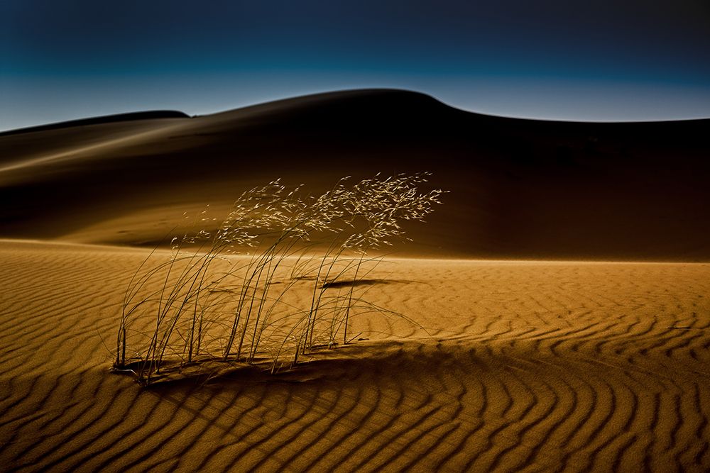 Seedasand art print by Rainer Inderst for $57.95 CAD