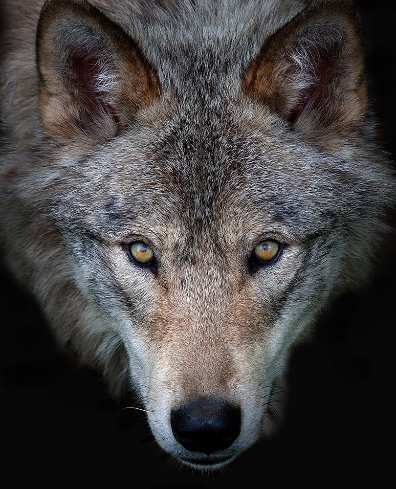 All The Better To See You - Timber Wolf art print by Jim Cumming for $57.95 CAD