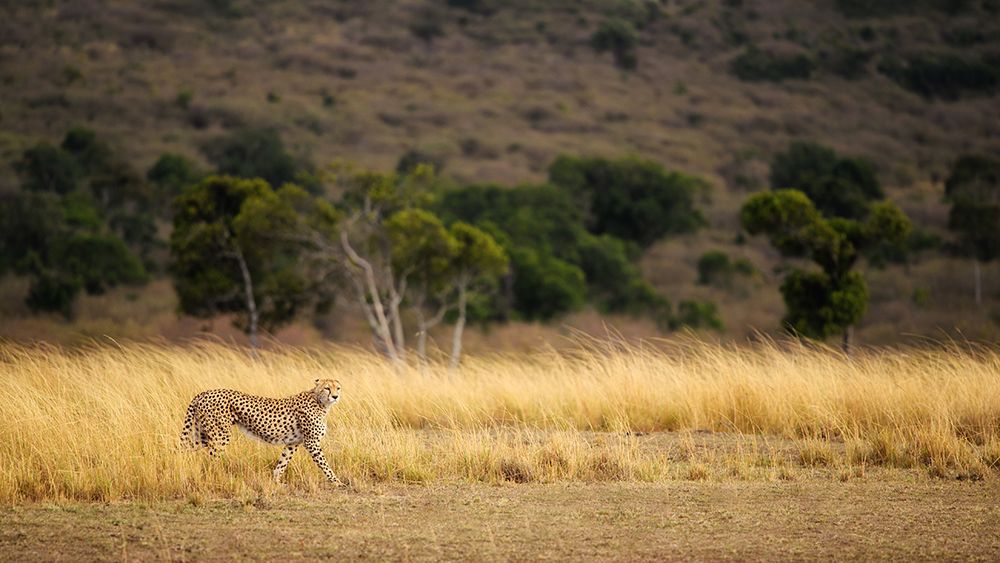 Emerging Runner art print by Mohammed Alnaser for $57.95 CAD