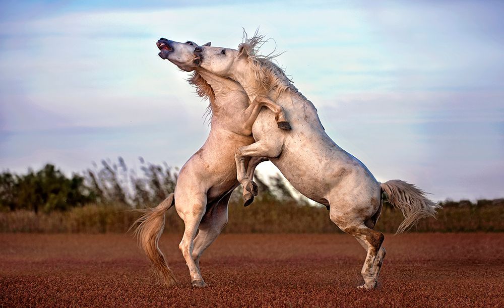 Horses fighting art print by Xavier Ortega for $57.95 CAD