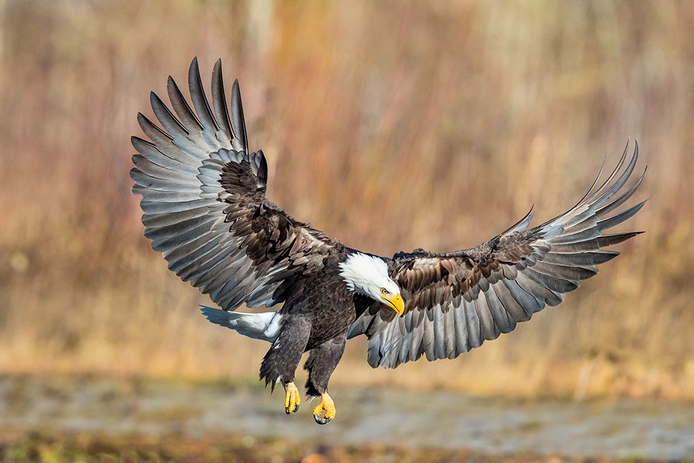 Eagle Flight art print by Mike Centioli for $57.95 CAD
