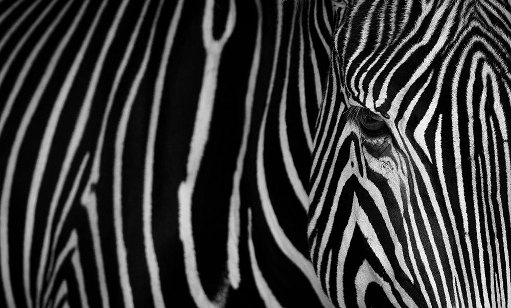 Stripes art print by Sergio Saavedra Ruiz for $57.95 CAD