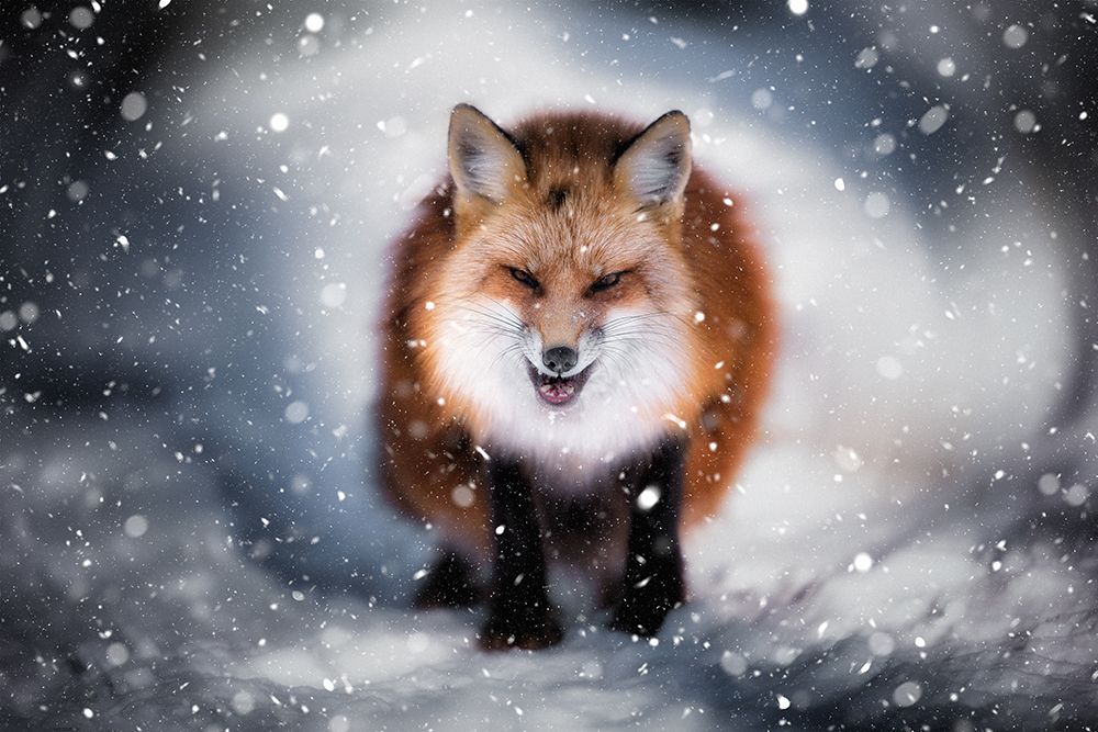 Renart art print by Yuki Yatsushima for $57.95 CAD