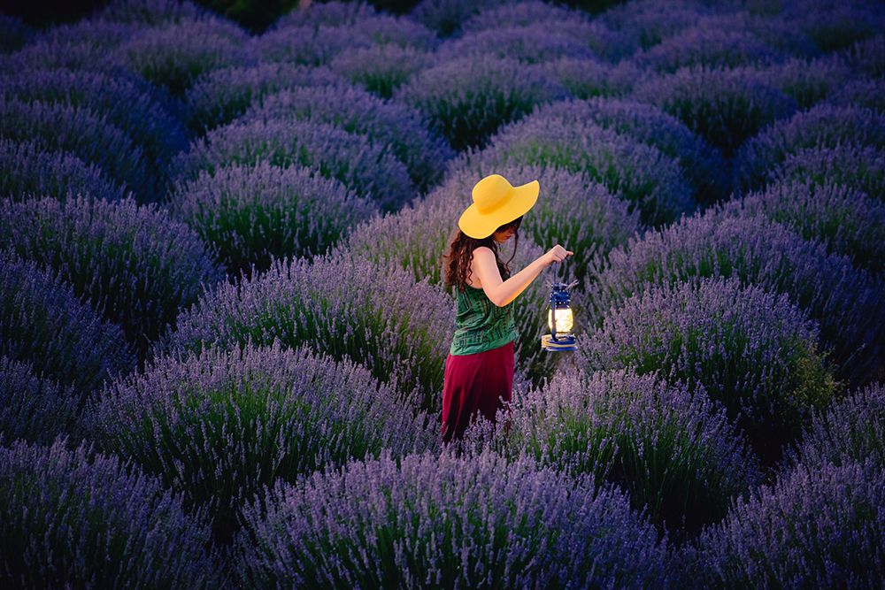 Lavender art print by Cem Ayden for $57.95 CAD