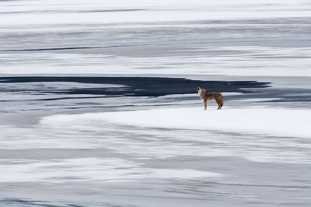 the howl of the coyote art print by miquel angel artus for $57.95 CAD