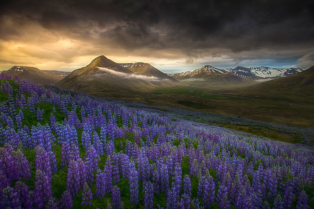 Blue meadows art print by Peter Svoboda for $57.95 CAD