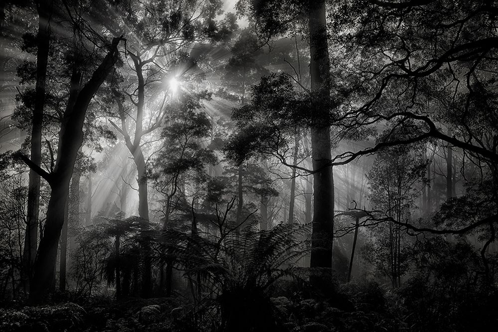 Primary Forest art print by Mathilde Guillemot for $57.95 CAD