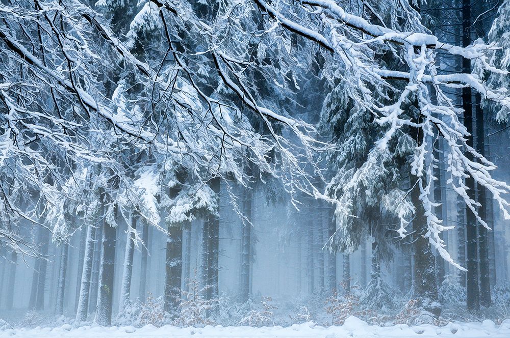 Snowworld art print by Anton Van Dongen for $57.95 CAD