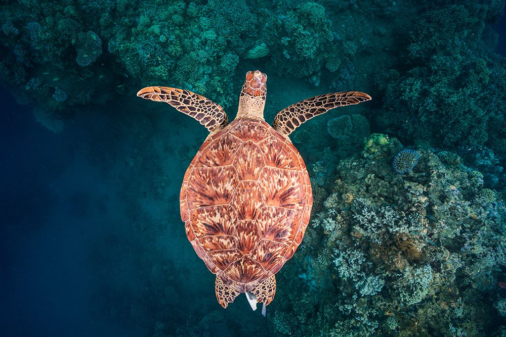 Flying Over The Reef art print by Barathieu Gabriel for $57.95 CAD