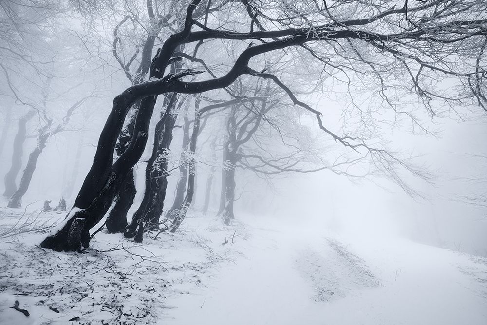 In the winter forest art print by Daniel Rericha for $57.95 CAD