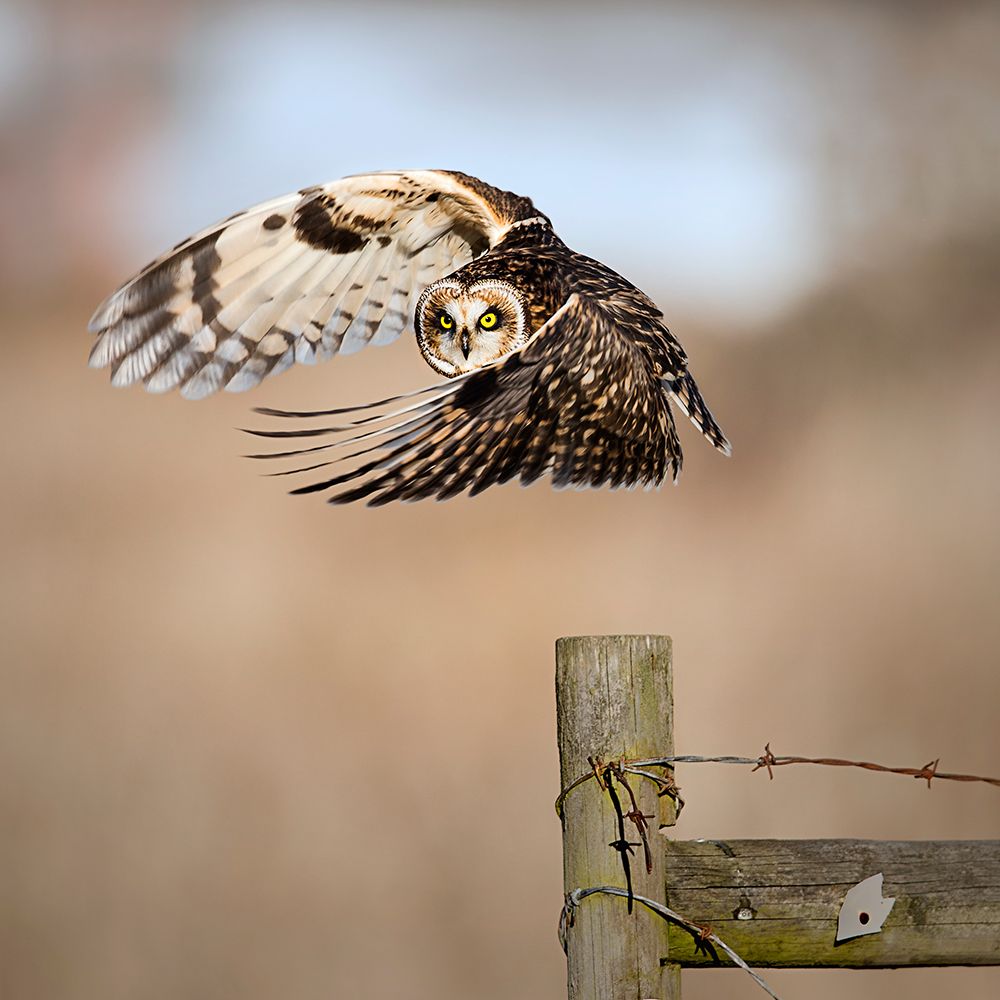 I See You! art print by Fion Wong for $57.95 CAD