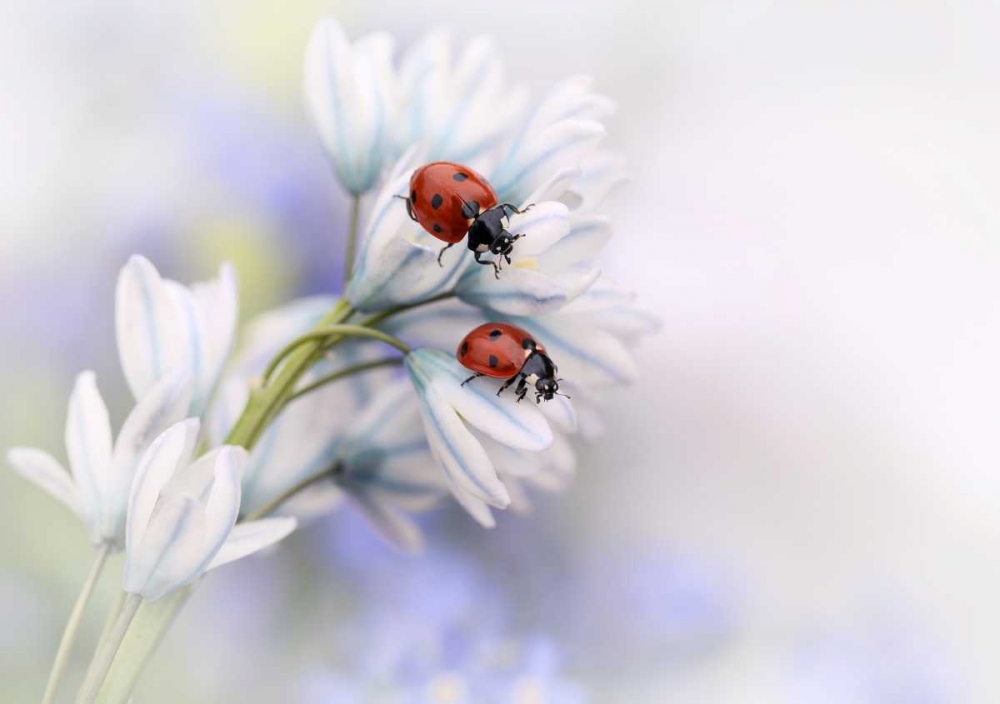 Ladybirds art print by Ellen Van Deelen for $57.95 CAD