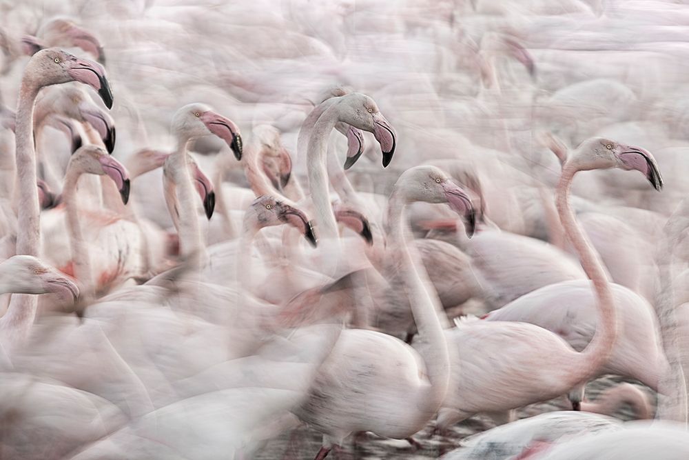 In The Pink Transhumance art print by Martine Benezech for $57.95 CAD