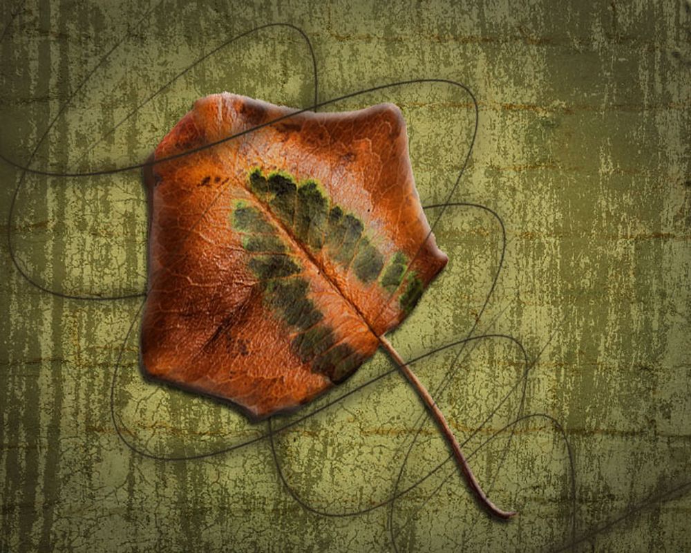 Single Leaf Swirl 1 art print by Sherry H. Bowen for $57.95 CAD