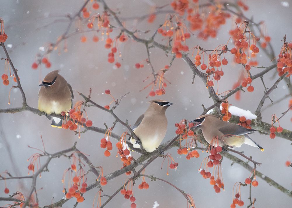 Snow-Bird And Tree art print by Ben Li for $57.95 CAD