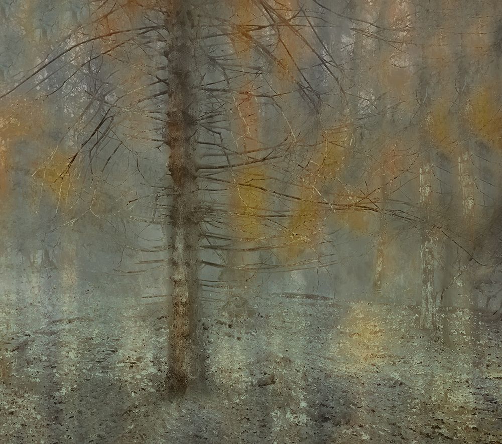 Pine Tree art print by Nel Talen for $57.95 CAD