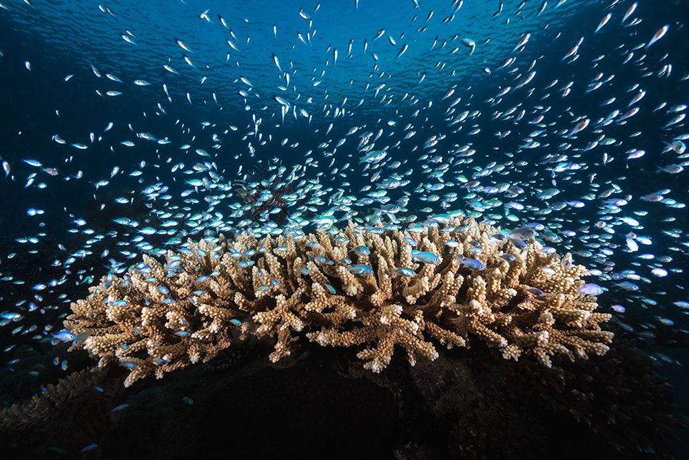 Underwater Life art print by Barathieu Gabriel for $57.95 CAD